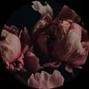 thewilddahlia